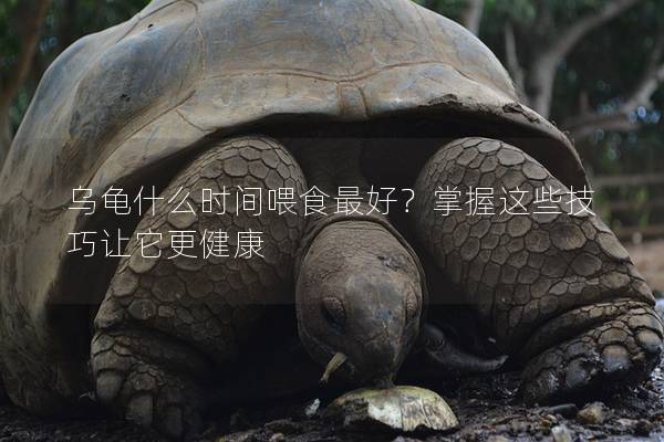 乌龟什么时间喂食最好？掌握这些技巧让它更健康