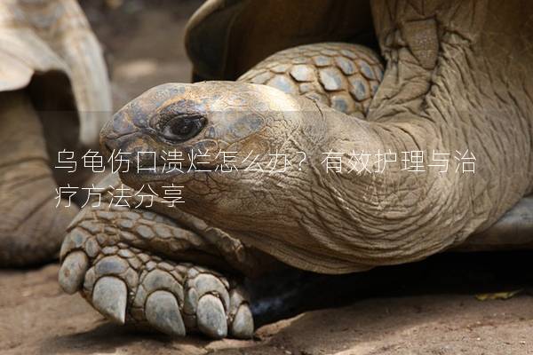 乌龟伤口溃烂怎么办？有效护理与治疗方法分享