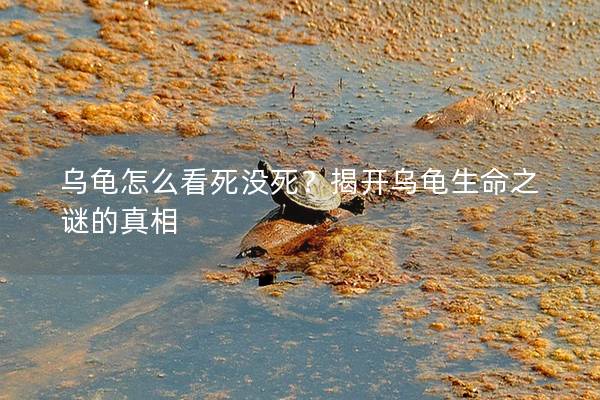 乌龟怎么看死没死？揭开乌龟生命之谜的真相