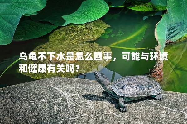 乌龟不下水是怎么回事，可能与环境和健康有关吗？