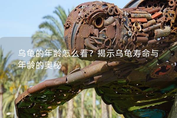 乌龟的年龄怎么看？揭示乌龟寿命与年龄的奥秘