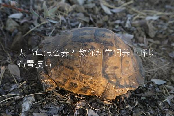 大乌龟怎么养？教你科学饲养与环境布置技巧