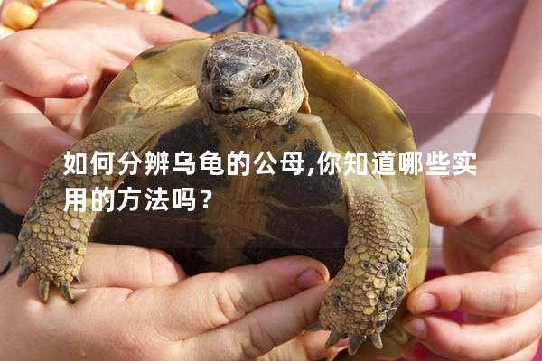 如何分辨乌龟的公母,你知道哪些实用的方法吗？