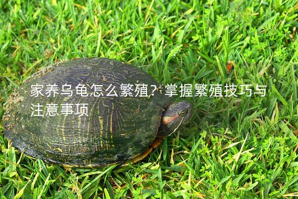 家养乌龟怎么繁殖？掌握繁殖技巧与注意事项