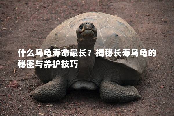 什么乌龟寿命最长？揭秘长寿乌龟的秘密与养护技巧