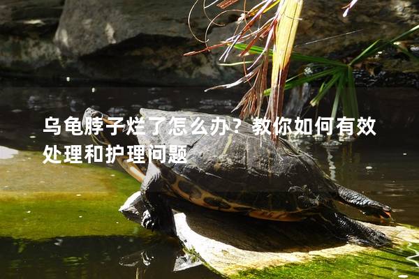 乌龟脖子烂了怎么办？教你如何有效处理和护理问题