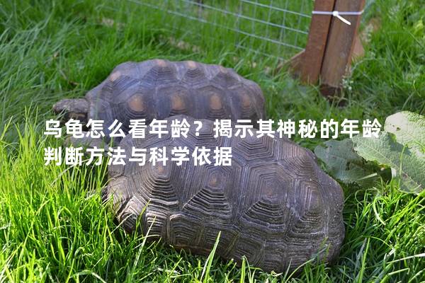 乌龟怎么看年龄？揭示其神秘的年龄判断方法与科学依据