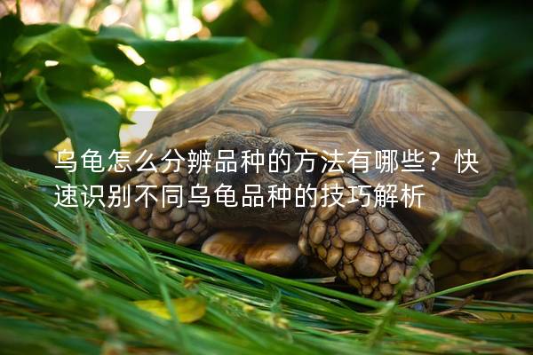 乌龟怎么分辨品种的方法有哪些？快速识别不同乌龟品种的技巧解析