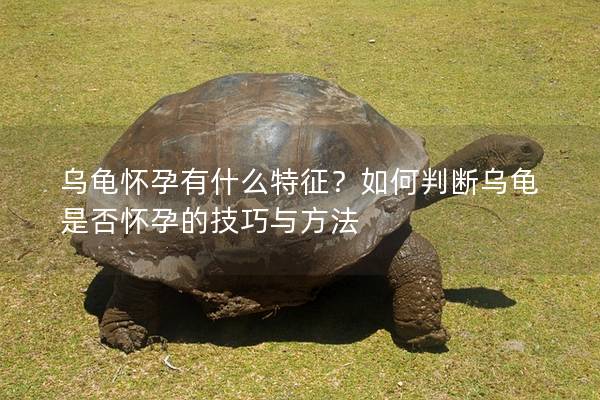 乌龟怀孕有什么特征？如何判断乌龟是否怀孕的技巧与方法