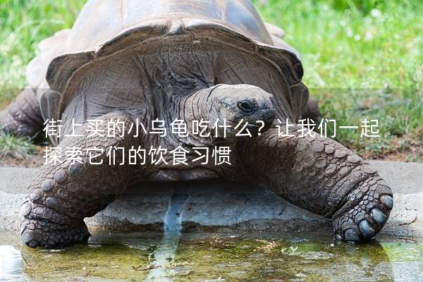 街上买的小乌龟吃什么？让我们一起探索它们的饮食习惯