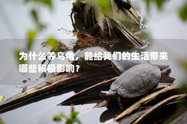 为什么养乌龟，能给我们的生活带来哪些积极影响？