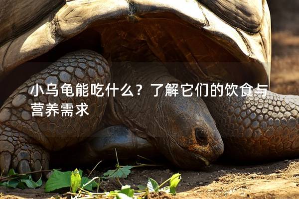小乌龟能吃什么？了解它们的饮食与营养需求