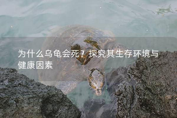为什么乌龟会死？探究其生存环境与健康因素