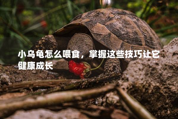 小乌龟怎么喂食，掌握这些技巧让它健康成长