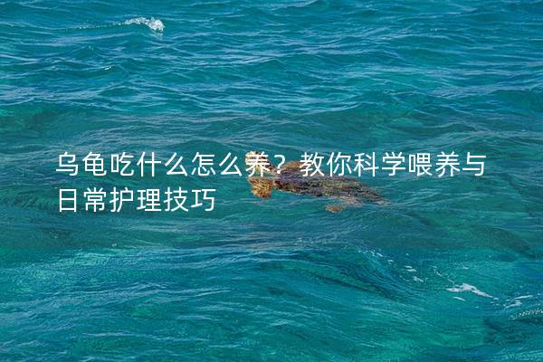 乌龟吃什么怎么养？教你科学喂养与日常护理技巧