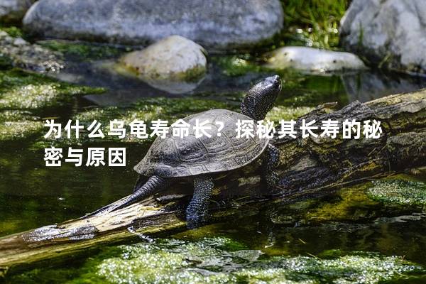 为什么乌龟寿命长？探秘其长寿的秘密与原因