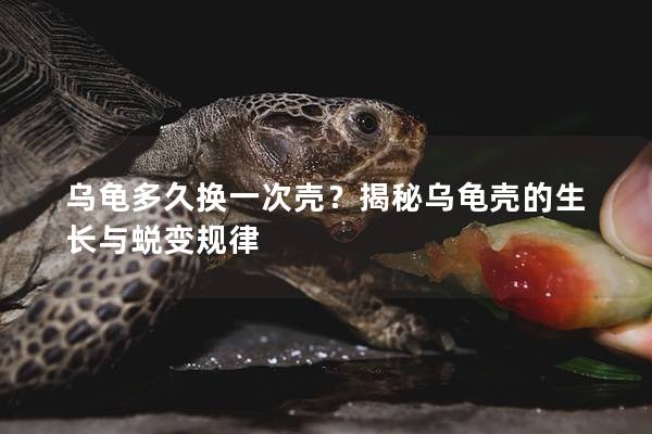 乌龟多久换一次壳？揭秘乌龟壳的生长与蜕变规律