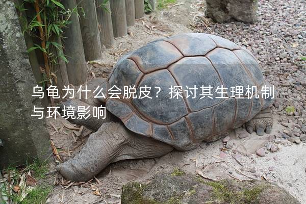 乌龟为什么会脱皮？探讨其生理机制与环境影响