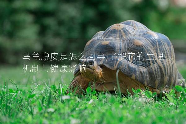 乌龟脱皮是怎么回事,了解它的生理机制与健康影响