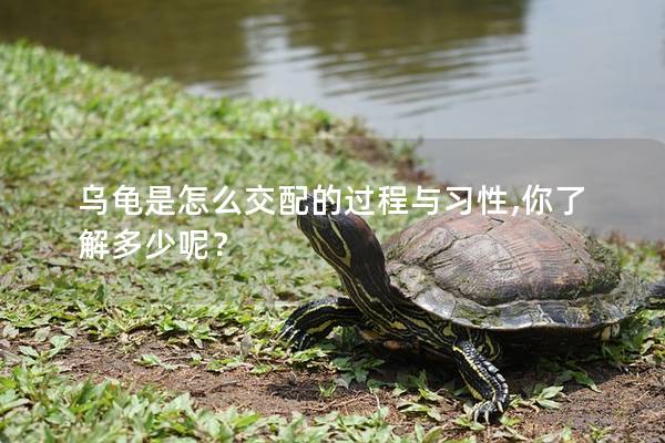 乌龟是怎么交配的过程与习性,你了解多少呢？
