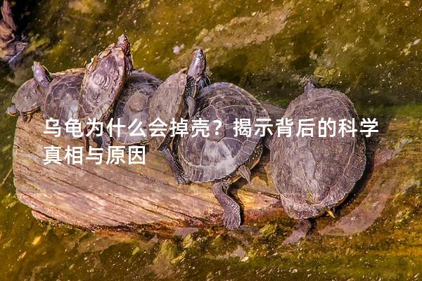 乌龟为什么会掉壳？揭示背后的科学真相与原因