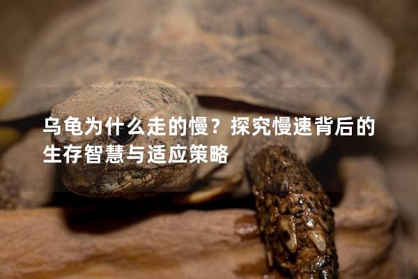 乌龟为什么走的慢？探究慢速背后的生存智慧与适应策略