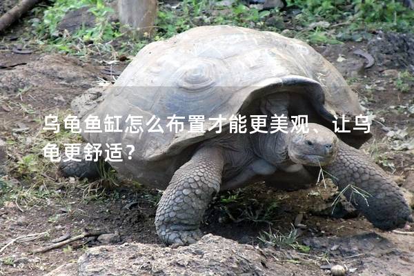 乌龟鱼缸怎么布置才能更美观、让乌龟更舒适？