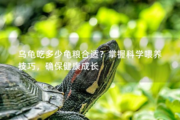乌龟吃多少龟粮合适？掌握科学喂养技巧，确保健康成长