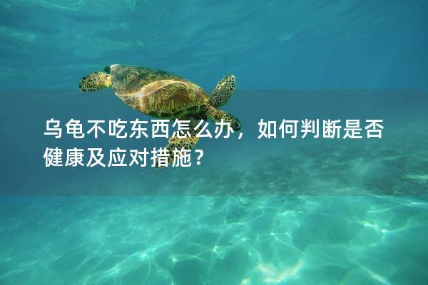 乌龟不吃东西怎么办，如何判断是否健康及应对措施？
