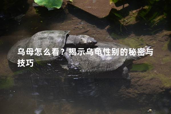 乌母怎么看？揭示乌龟性别的秘密与技巧