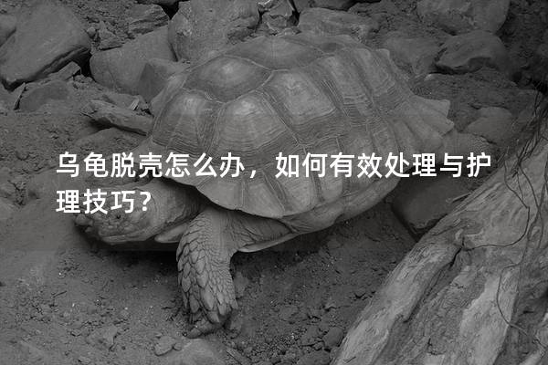 乌龟脱壳怎么办，如何有效处理与护理技巧？