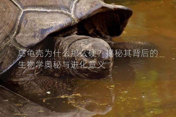 乌龟壳为什么那么硬？揭秘其背后的生物学奥秘与进化意义