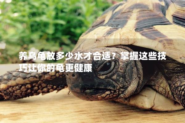 养乌龟放多少水才合适？掌握这些技巧让你的龟更健康