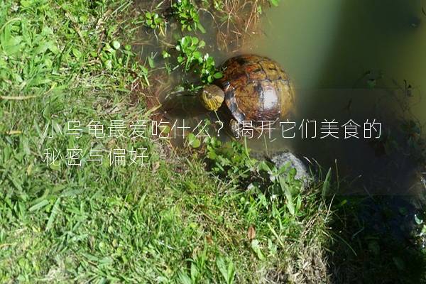 小乌龟最爱吃什么？揭开它们美食的秘密与偏好
