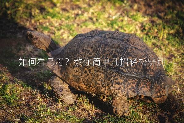 如何看乌母？教你简单几招轻松辨别