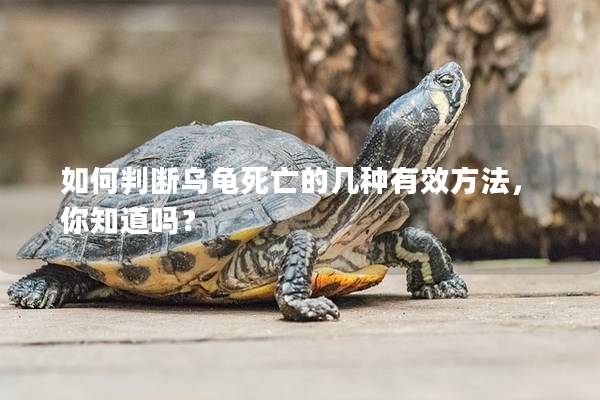 如何判断乌龟死亡的几种有效方法，你知道吗？