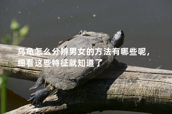 乌龟怎么分辨男女的方法有哪些呢，细看这些特征就知道了