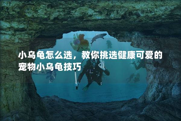 小乌龟怎么选，教你挑选健康可爱的宠物小乌龟技巧
