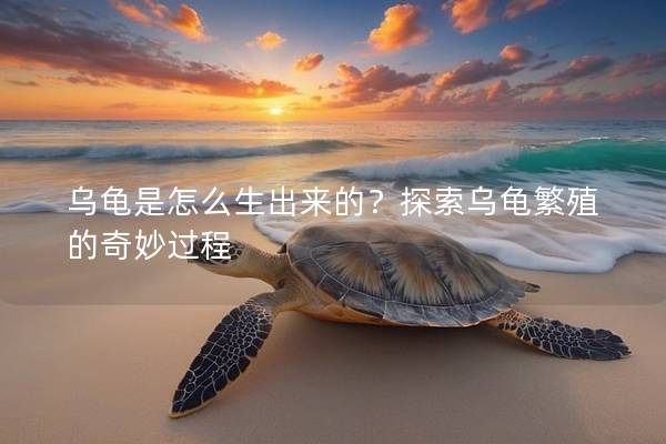 乌龟是怎么生出来的？探索乌龟繁殖的奇妙过程