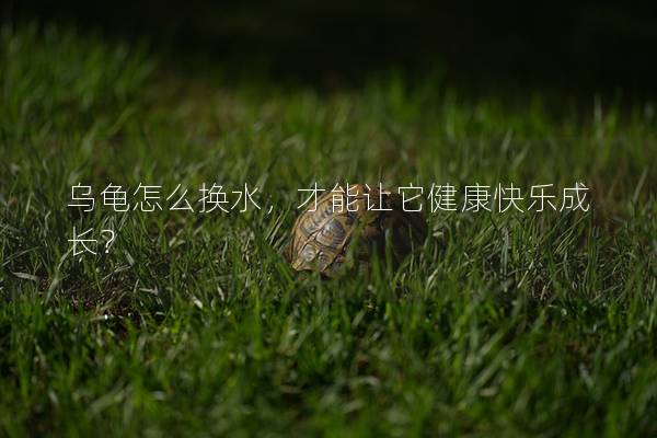 乌龟怎么换水，才能让它健康快乐成长？