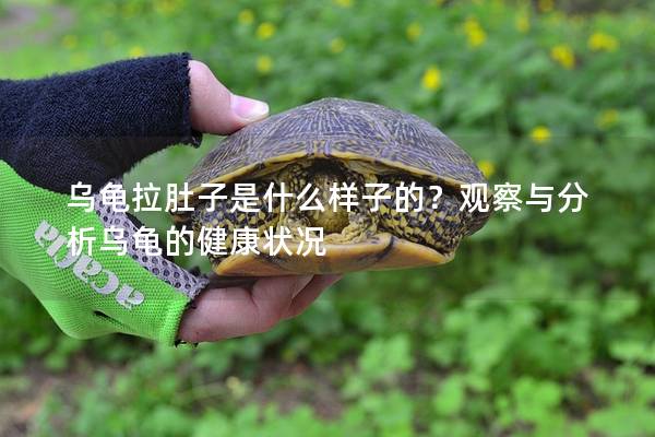 乌龟拉肚子是什么样子的？观察与分析乌龟的健康状况