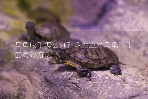 乌龟咬手怎么办？教你应对乌龟咬手的有效方法
