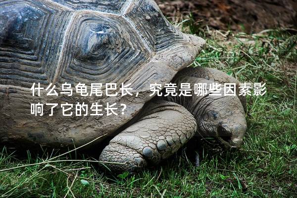什么乌龟尾巴长，究竟是哪些因素影响了它的生长？