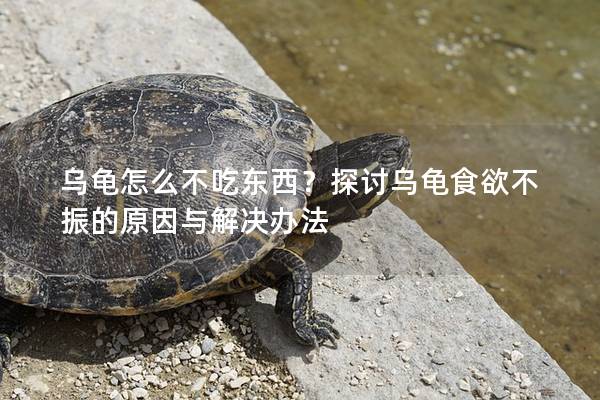 乌龟怎么不吃东西？探讨乌龟食欲不振的原因与解决办法