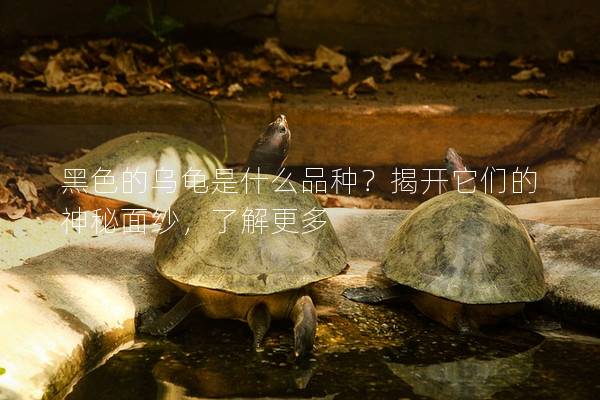 黑色的乌龟是什么品种？揭开它们的神秘面纱，了解更多