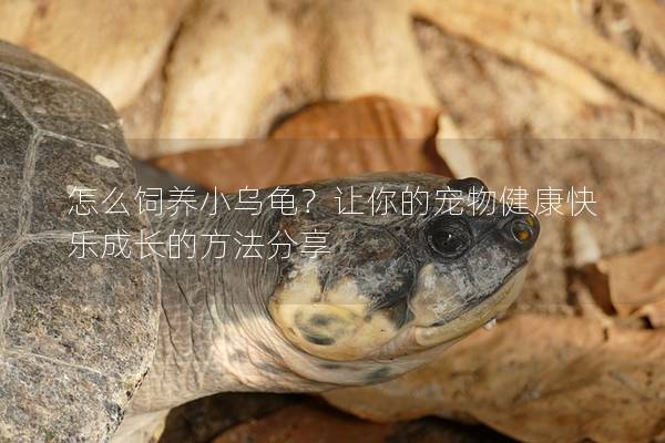 怎么饲养小乌龟？让你的宠物健康快乐成长的方法分享