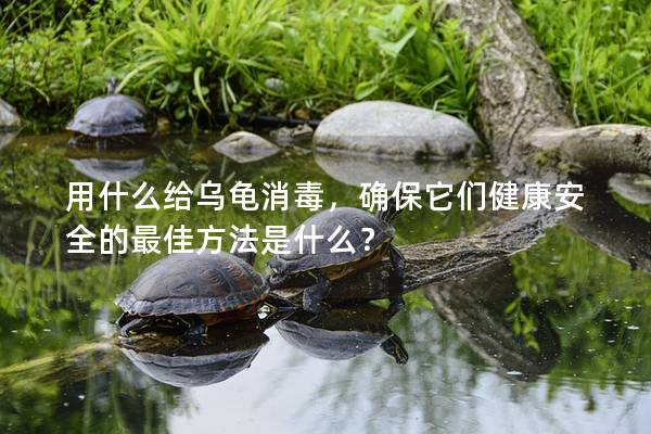 用什么给乌龟消毒，确保它们健康安全的最佳方法是什么？