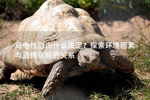 乌龟性别由什么决定？探索环境因素与遗传影响的关系