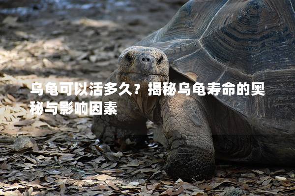 乌龟可以活多久？揭秘乌龟寿命的奥秘与影响因素