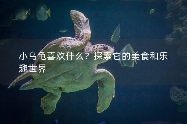 小乌龟喜欢什么？探索它的美食和乐趣世界